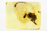 Fossil Woodlouse (Oniscidae) and Fly (Dolichopodidae) in Baltic Amber #275492-1